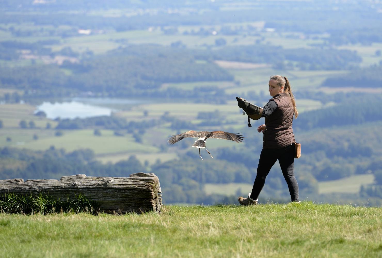Rapaces en vol libre