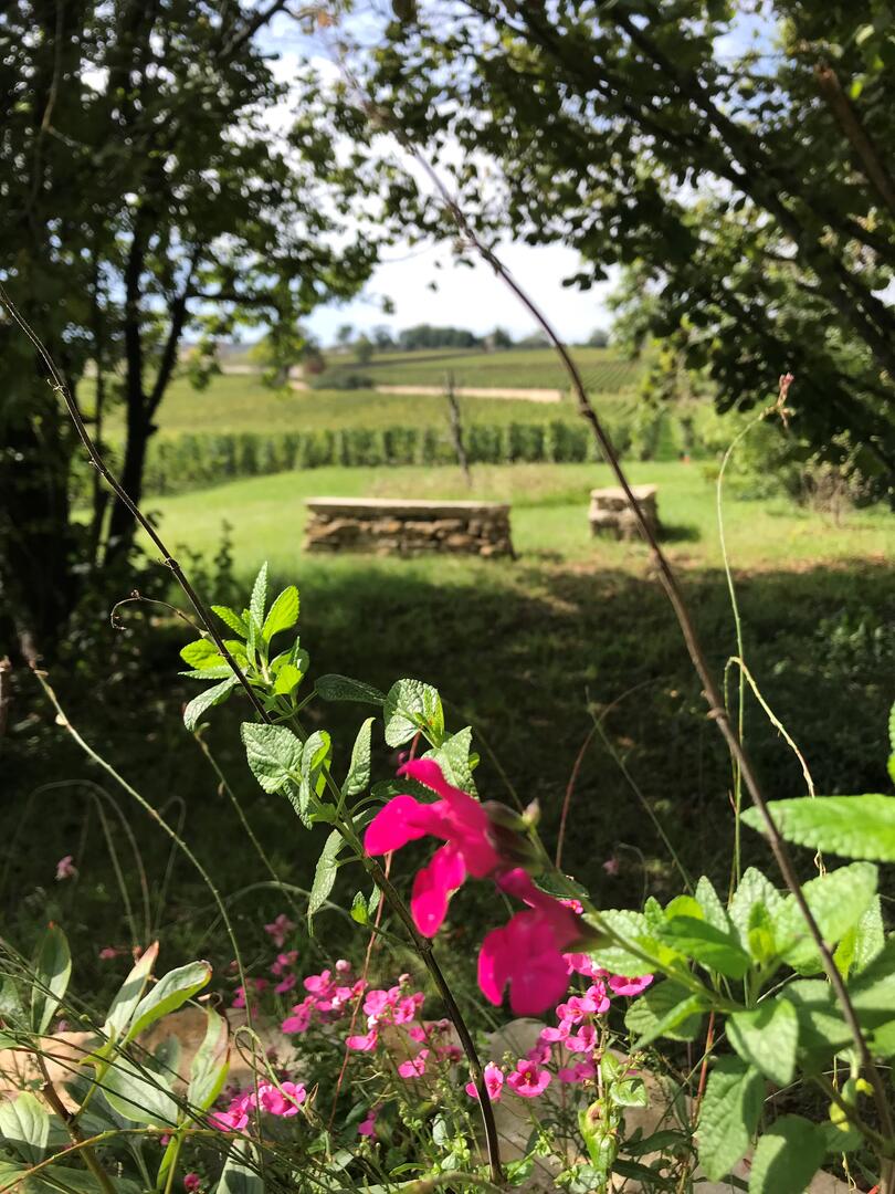 Le jardin olfactif et la vigne des Petits Charrons à Meursault