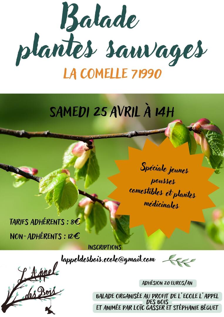 plantes sauvages