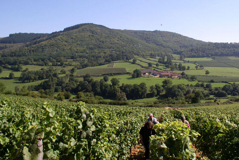 Prestige voies vignes