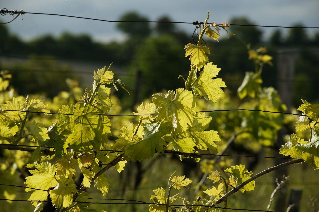 Vignes