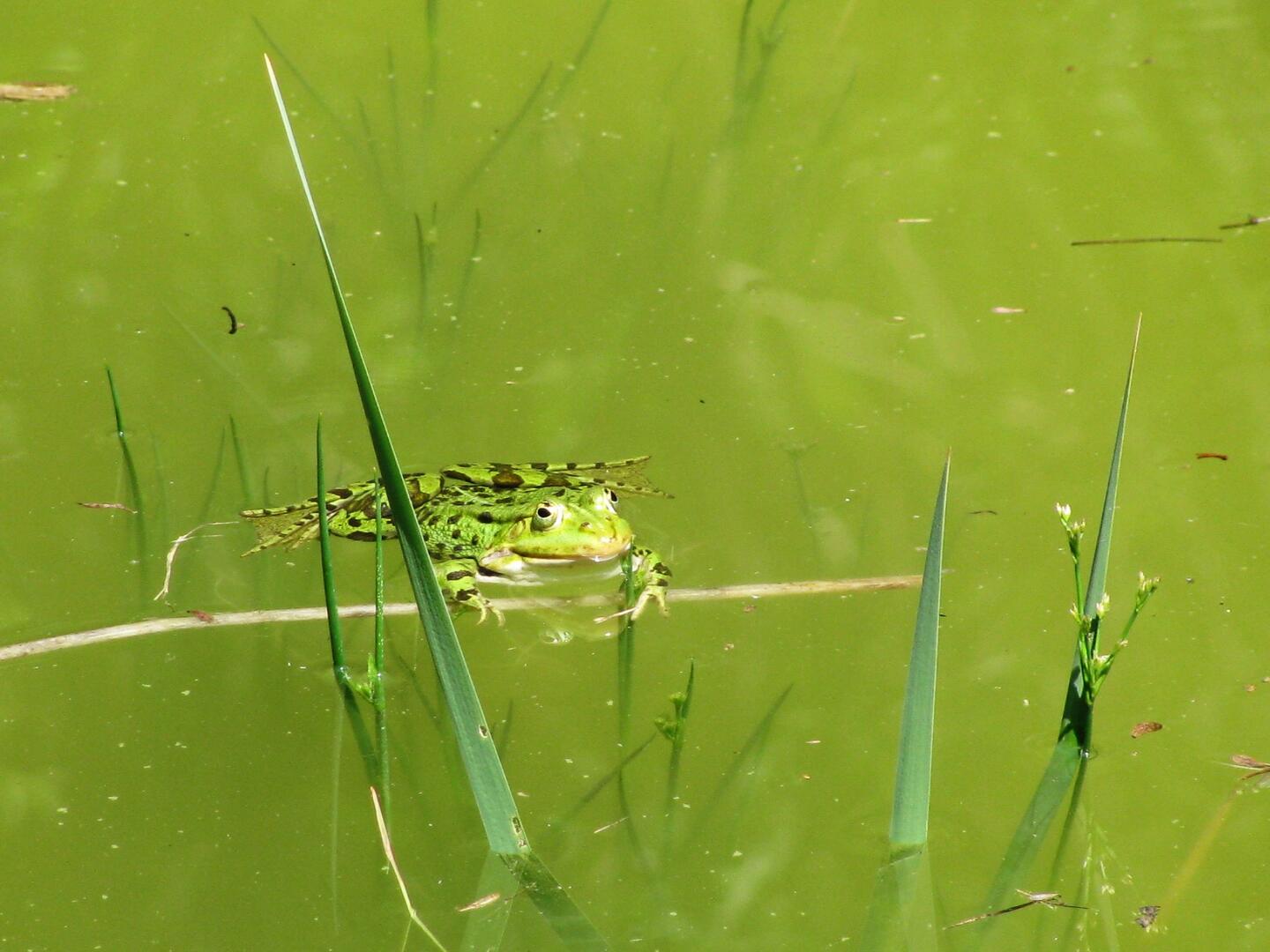 Marais communal de Lanchères