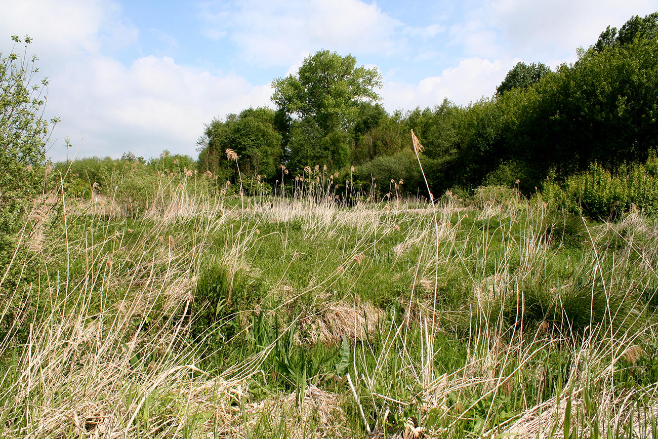 Marais La Roselière < Vesles-et-Caumont < Aisne < Picardie