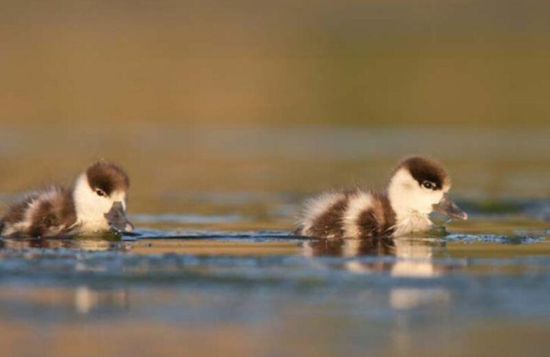 photographie-anmaliere