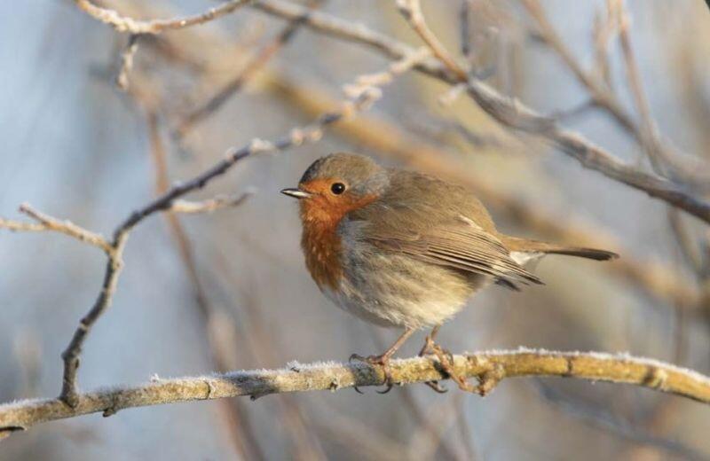 rencontre-palissade-mangoires