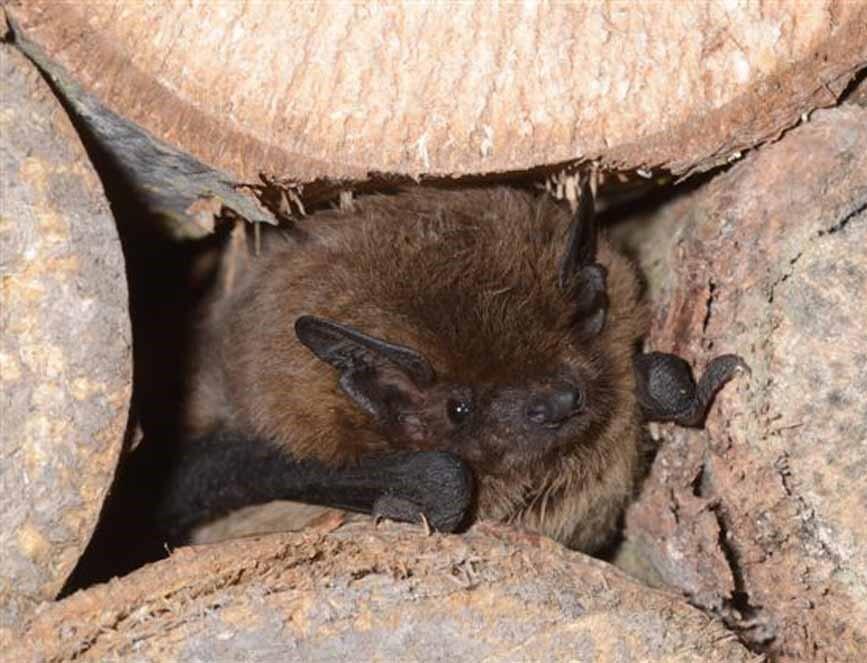 Nuit de la Chauve-souris