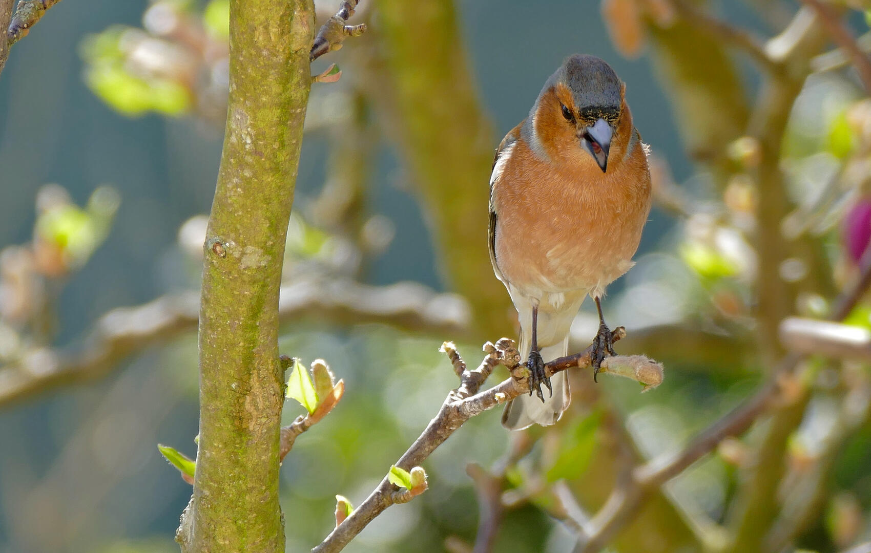 Oiseaux des jardins fontaine sur somme