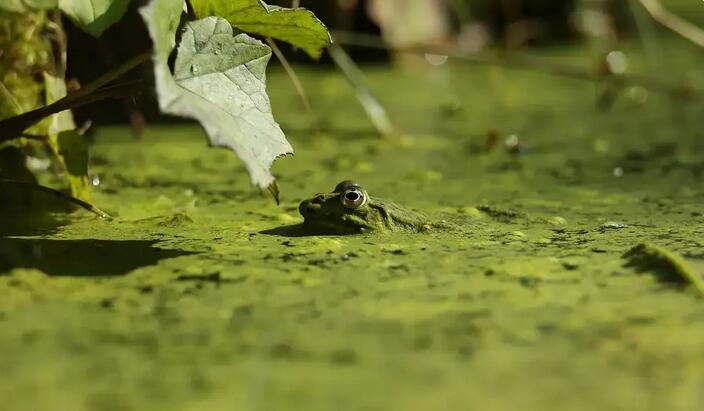 Amphibiens Villeneuve