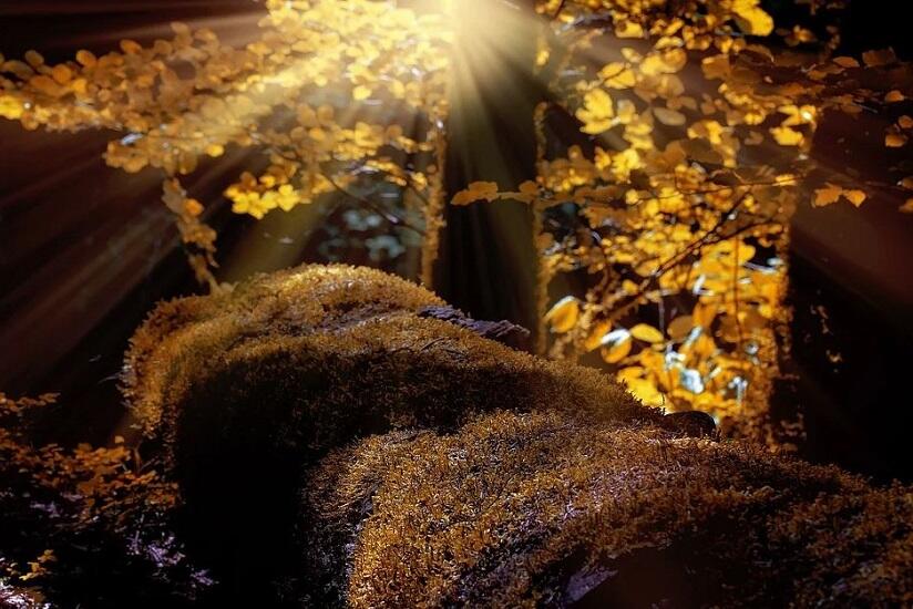Arbres remarquables
