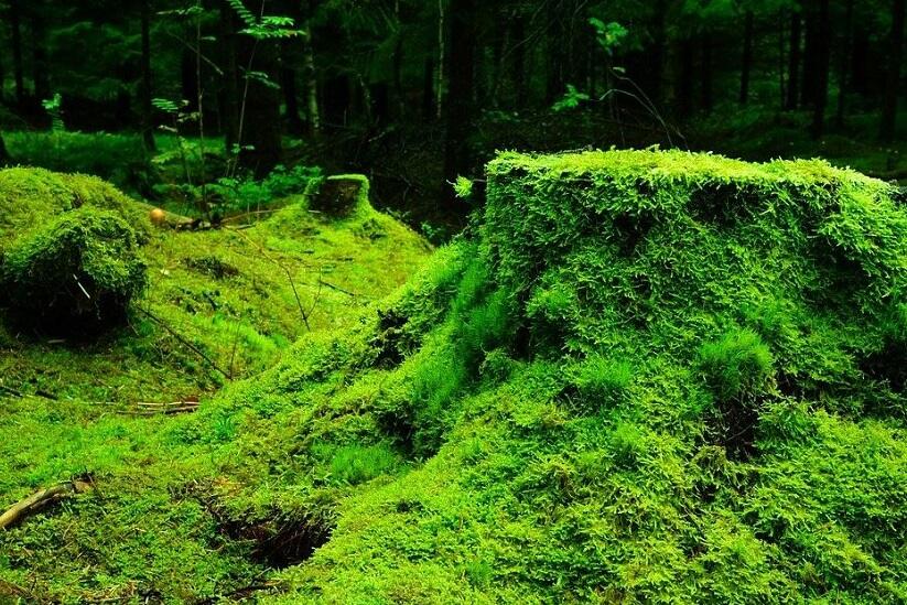 Biodiversité et gestion forestière