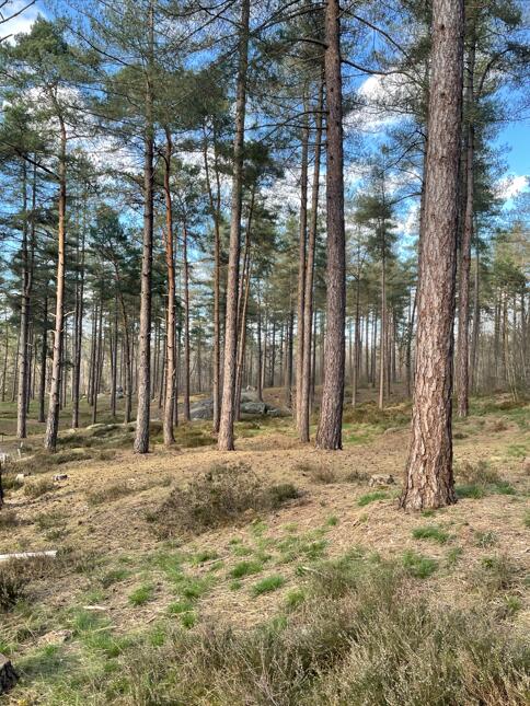 Bois du roi - 30 aout