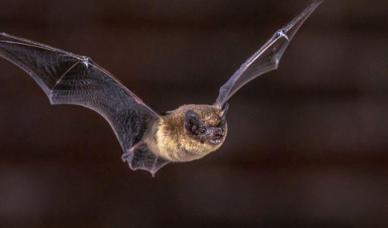 Nuit de la Chauve-Souris