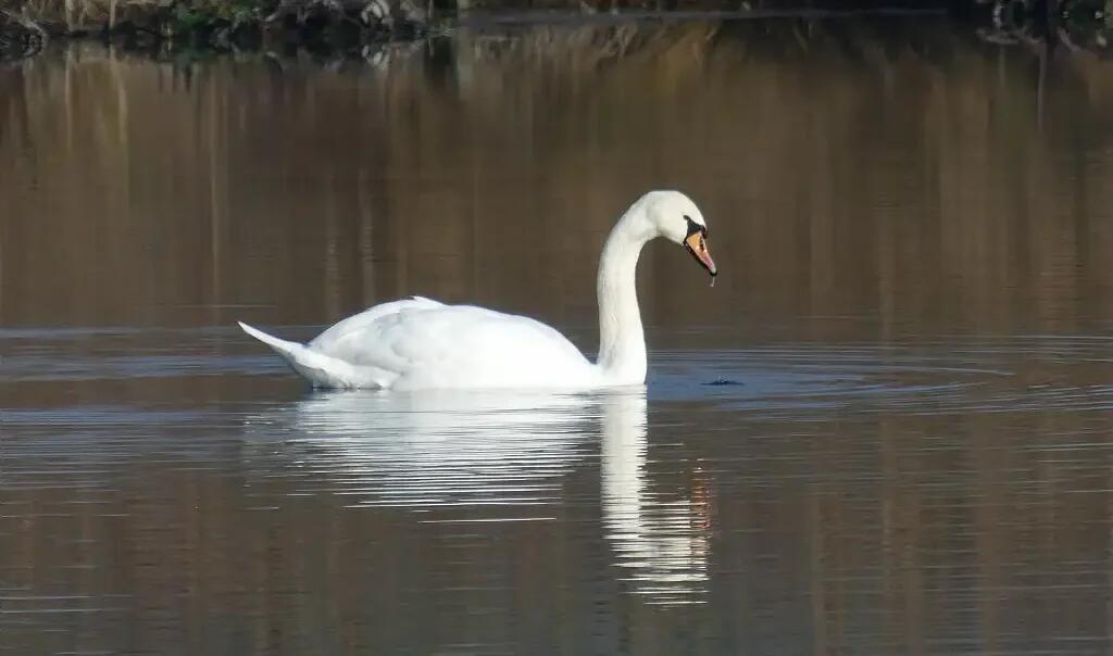 Cygne-tubercule-Cygnus-olor-Bourdon-D.-Adam-CEN-Hauts-de-France-