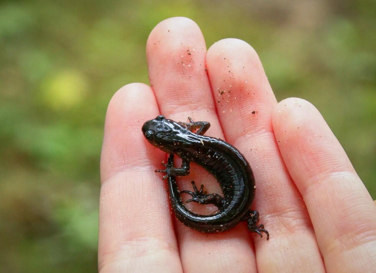 Capture d’écran 2026-03-04 161204