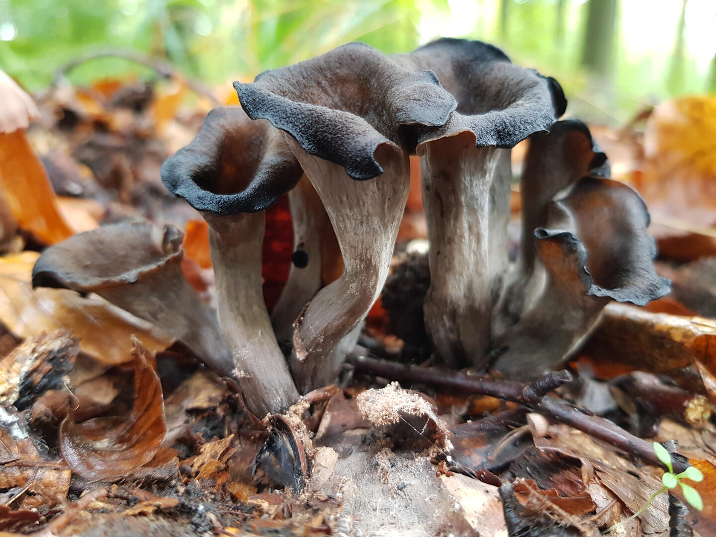 Champignons