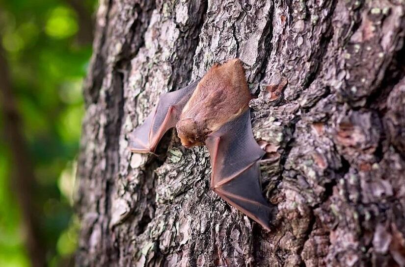 Chauve Souris Pixabay