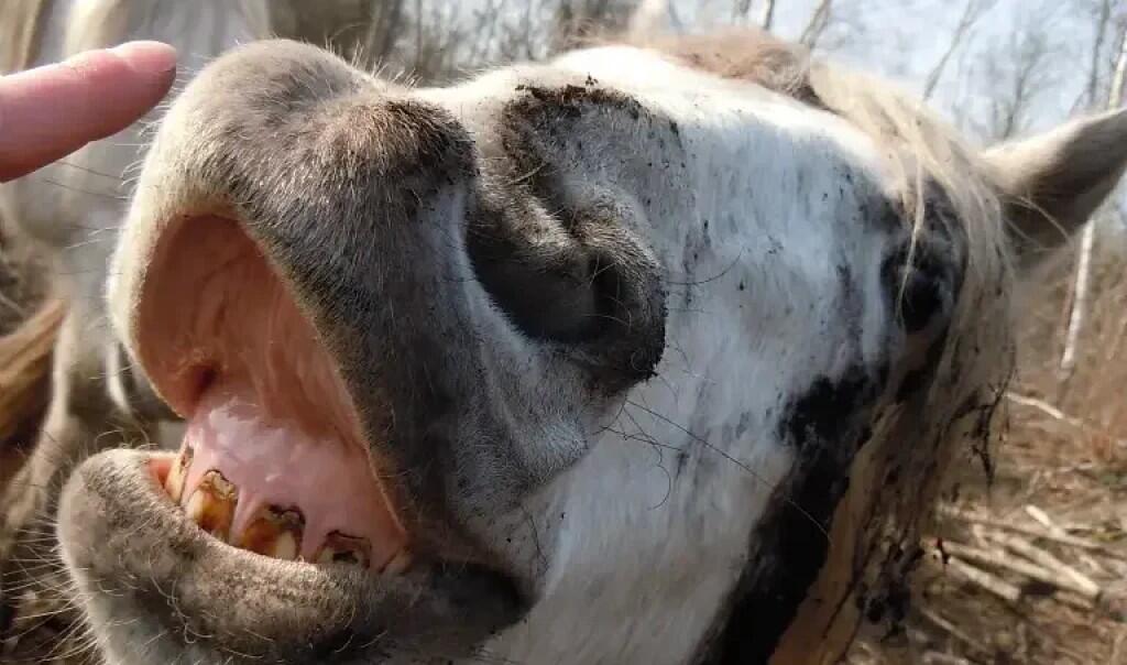 Cheval-Les-Pres-a-Pions_C.-Petit-CEN-Hauts-de-France-e1768998729593-rja3qsnjkibegsrx1eeg7wlu1rzvt0jezds858vel4