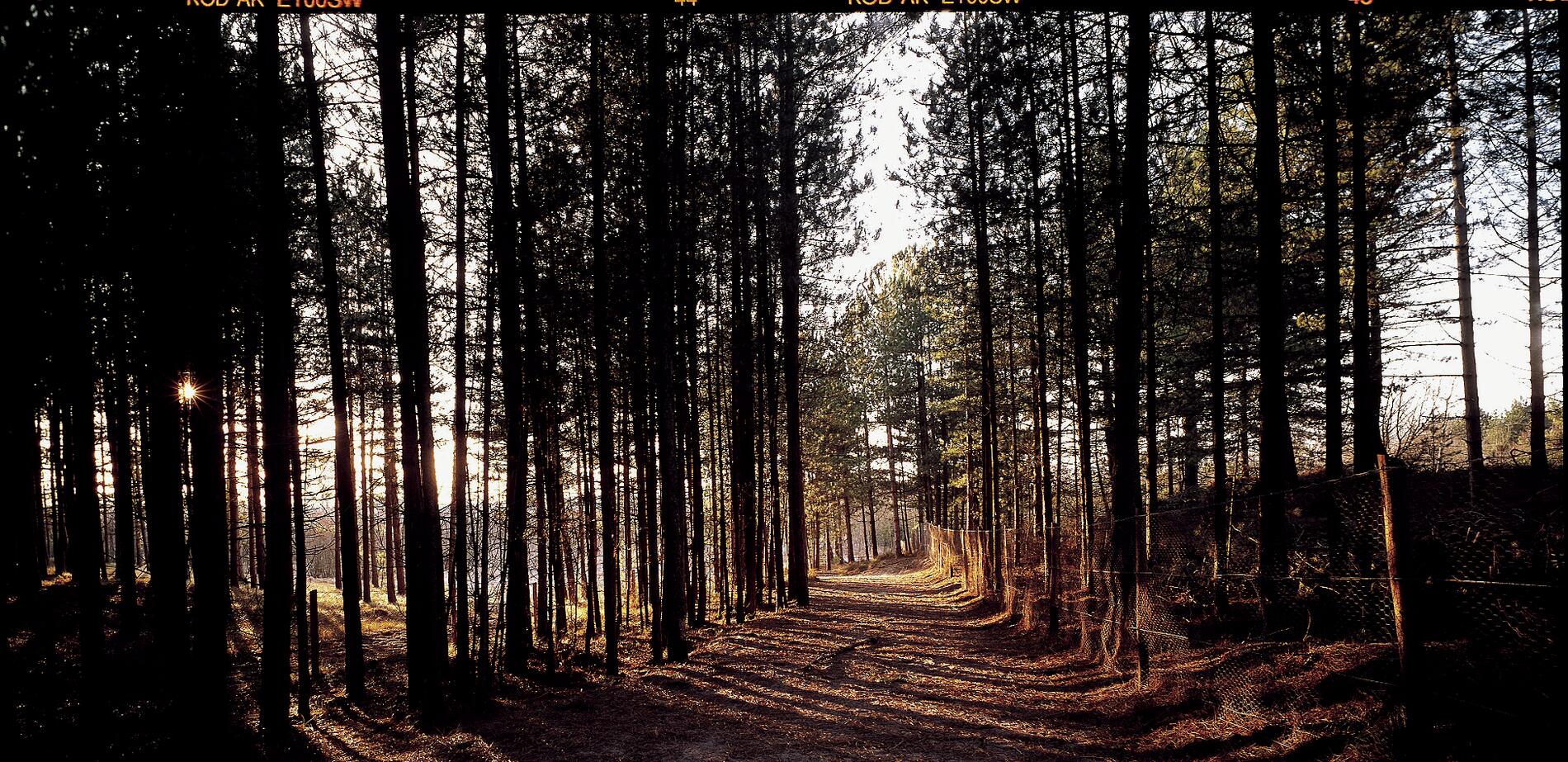 Forêt de Crécy