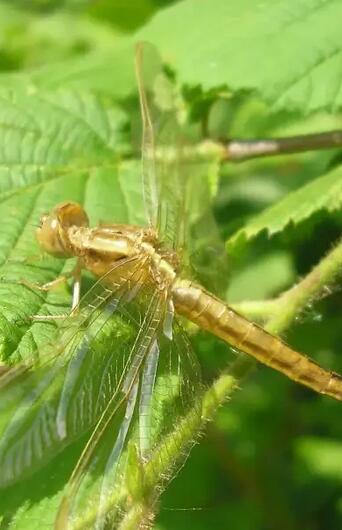 Découverte des libellules - 3 aout