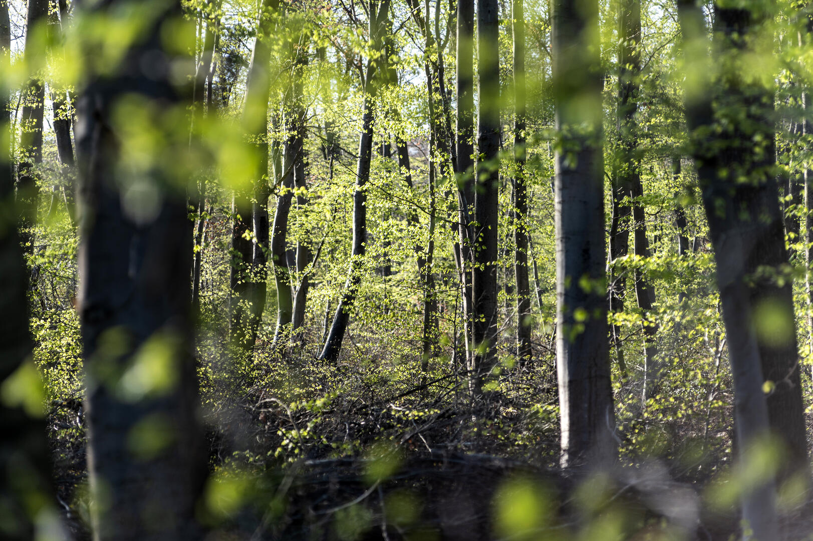 Forêt de Pierrefonds