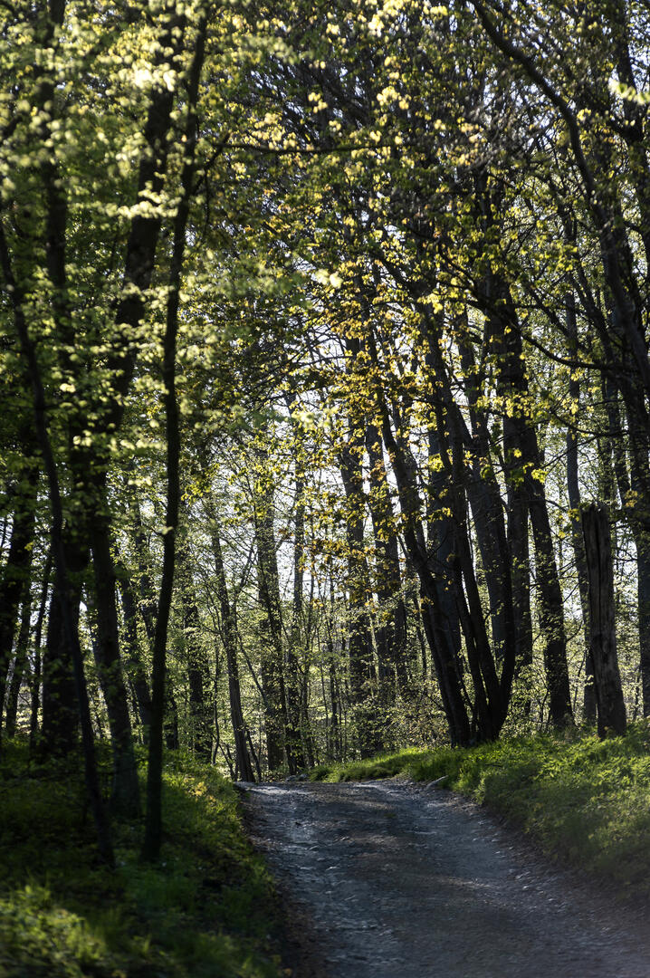 Forêt domaniale de Compiègne