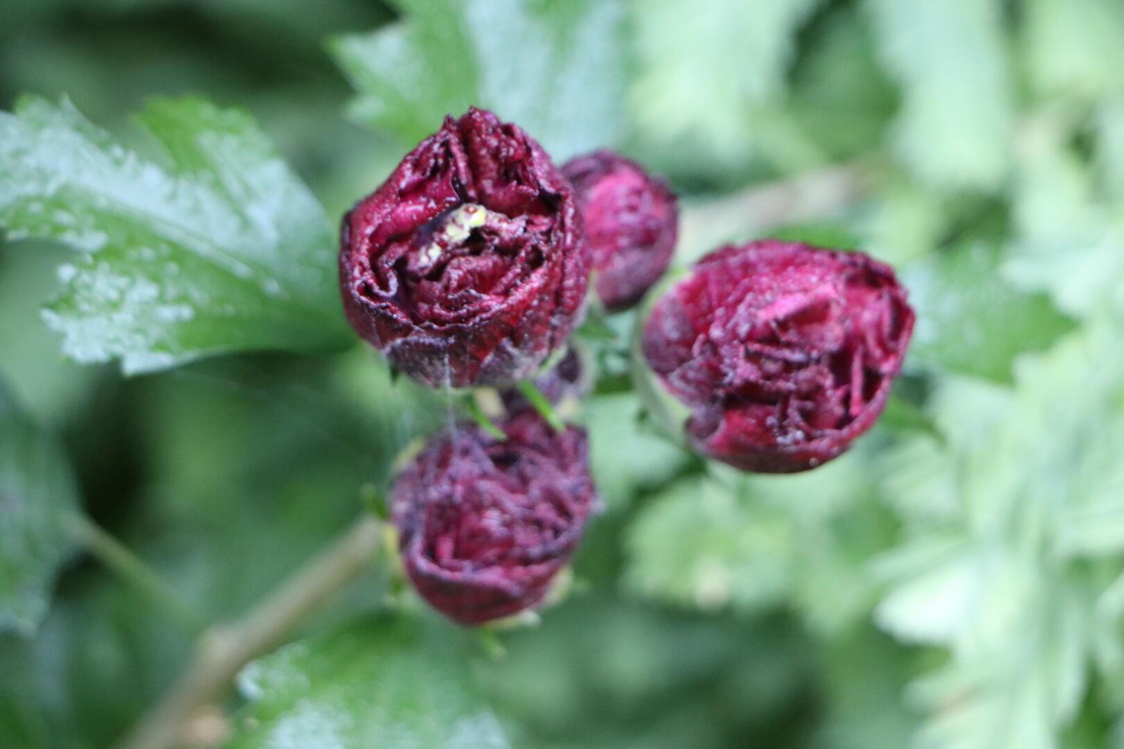 Focus sur l'hibiscus 3 (1)