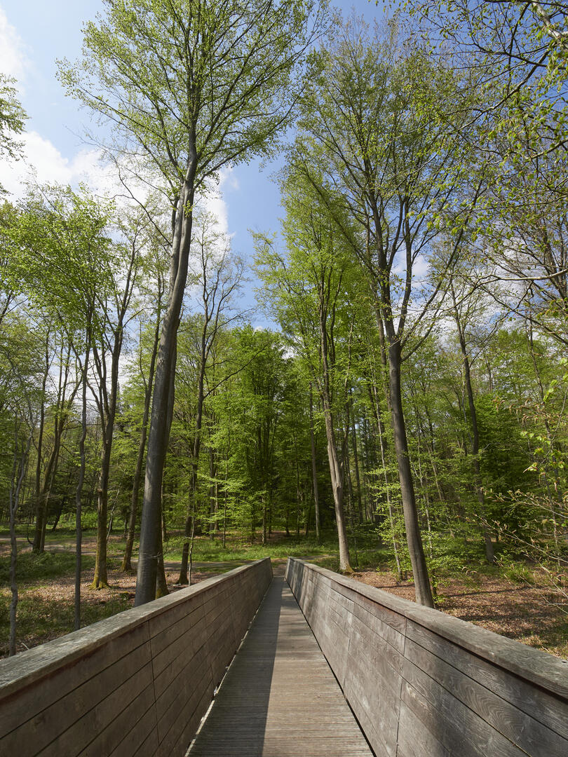 Forêt de Mormal 03_Astier-15122095