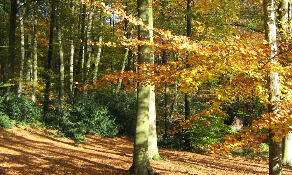 Foret de Retz en automne © ONF (3)