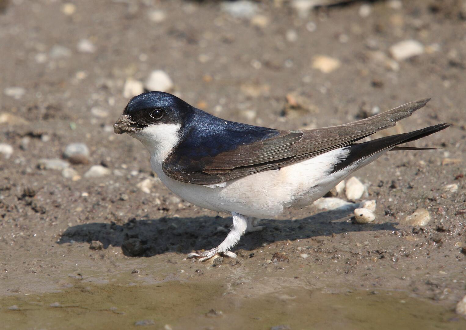 Hirondelles a tœufles