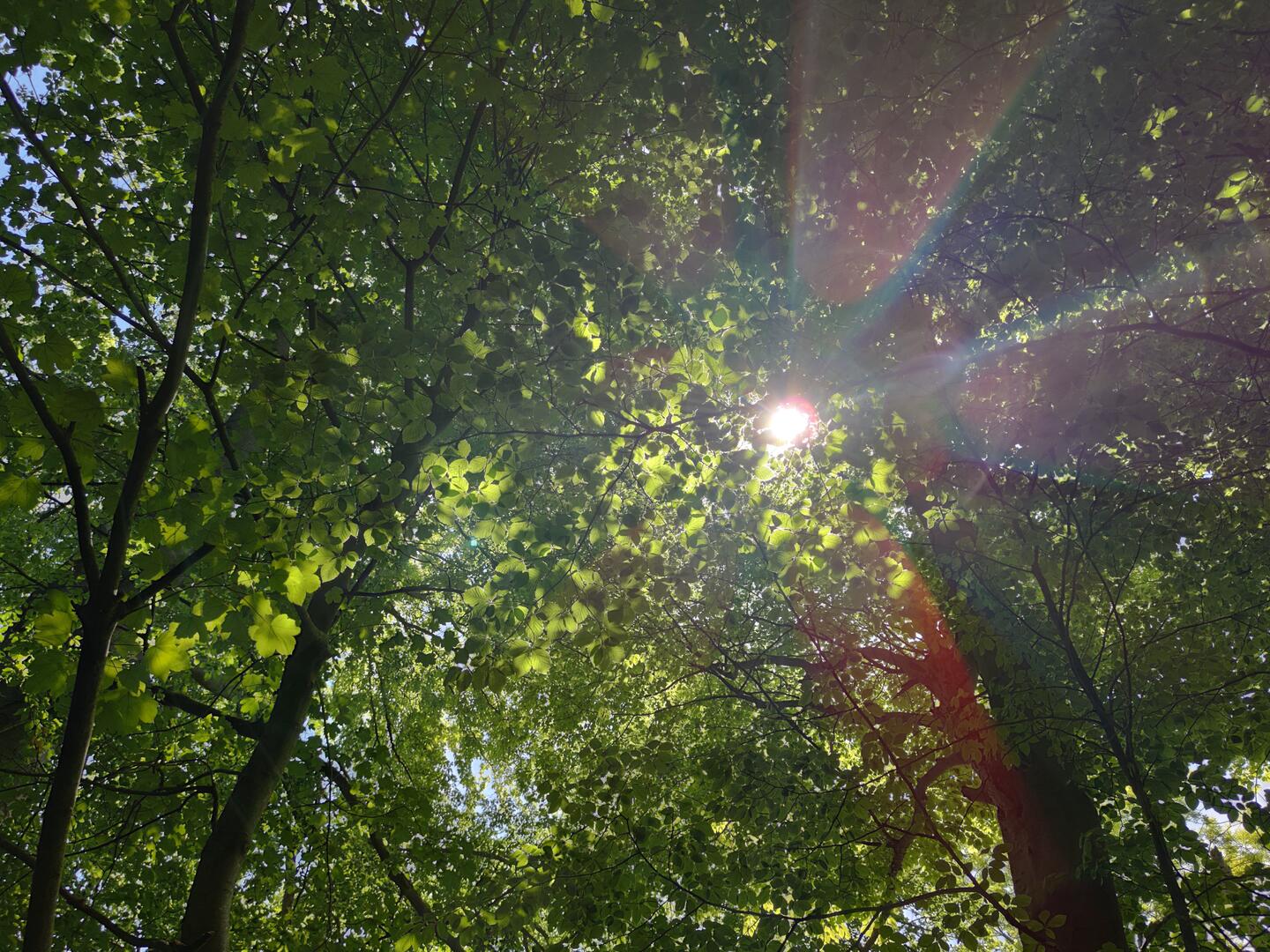 Soleil dans les frondaisons