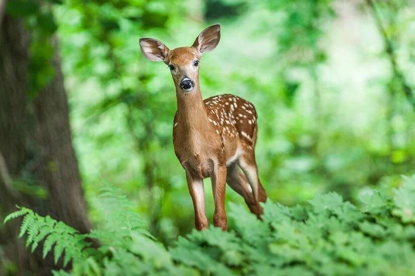 Les habitants de la forêt de crécy