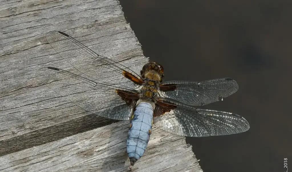 Libellule-deprimee-Libellula-depressa-Bresles-Oise_E.Leleu_-rja3q55ktnf8ejq1um8rzkjb757pgky4k5h35bu8wo