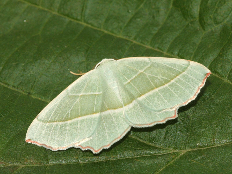 Papillons de nuit hallencourt