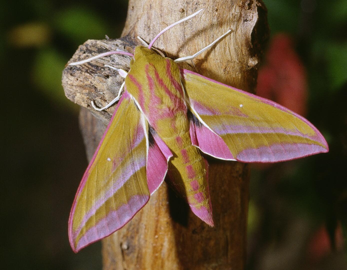 Papillons de nuit Tours-en-Vimeu