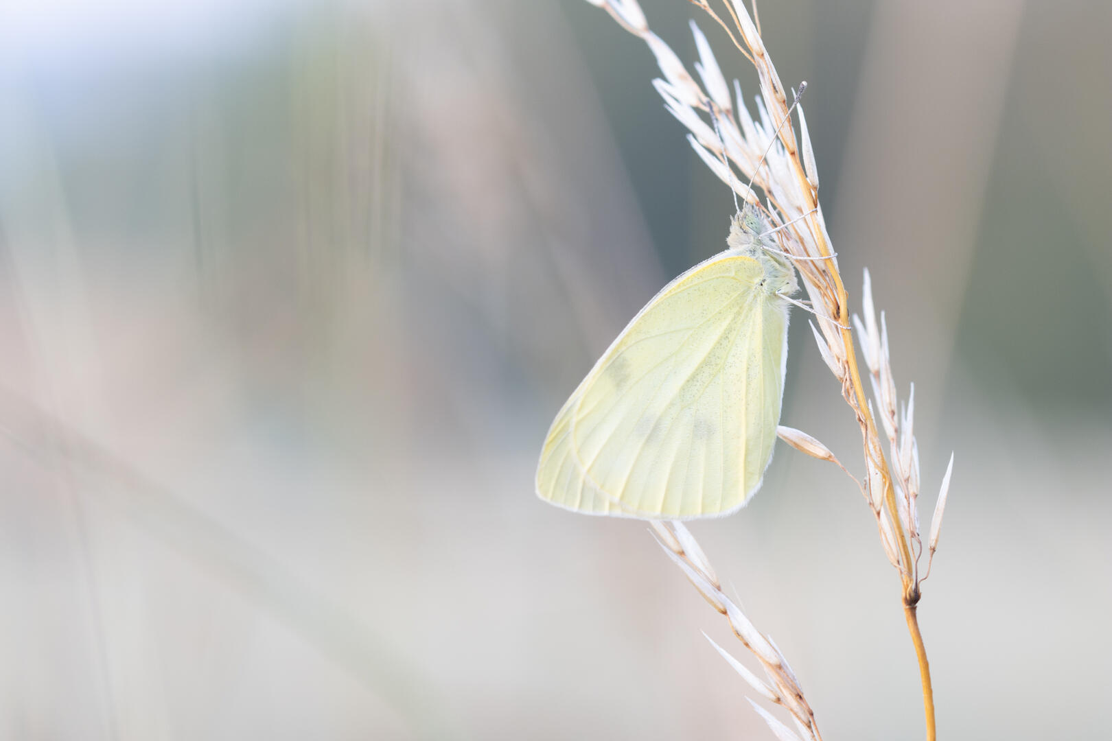 Papillons libellules et autres Moyenneville