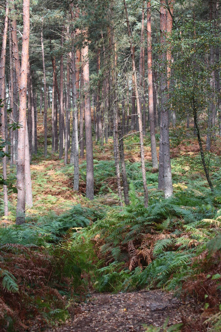 Paysages du Valois_Forêt autre_Liliane Compain (12)