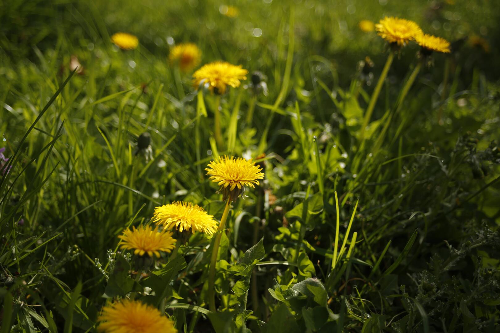 Plantes comestibles Ercourt