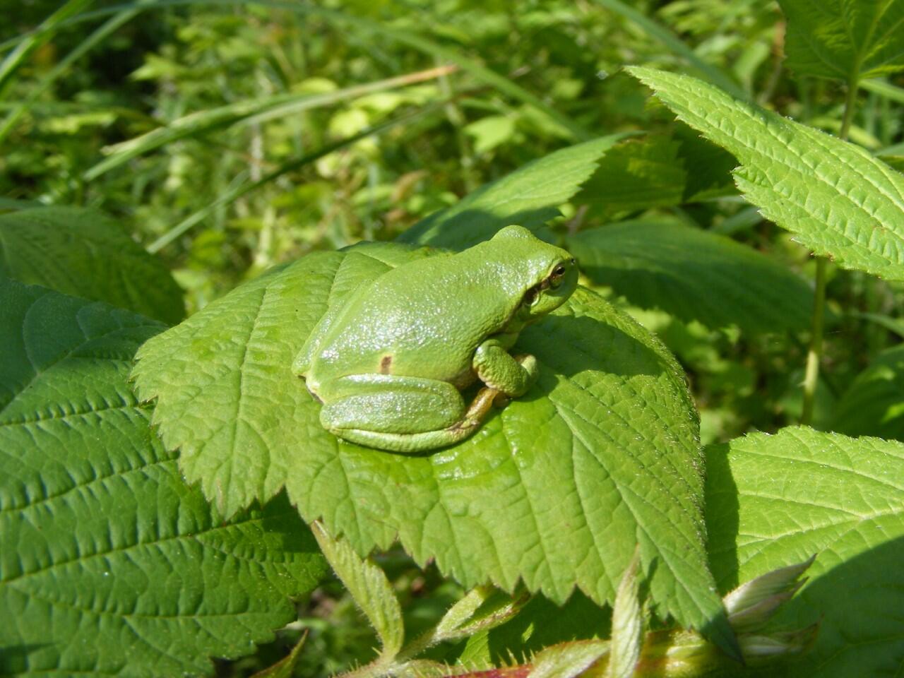 Rainette1 (Yser Houck)