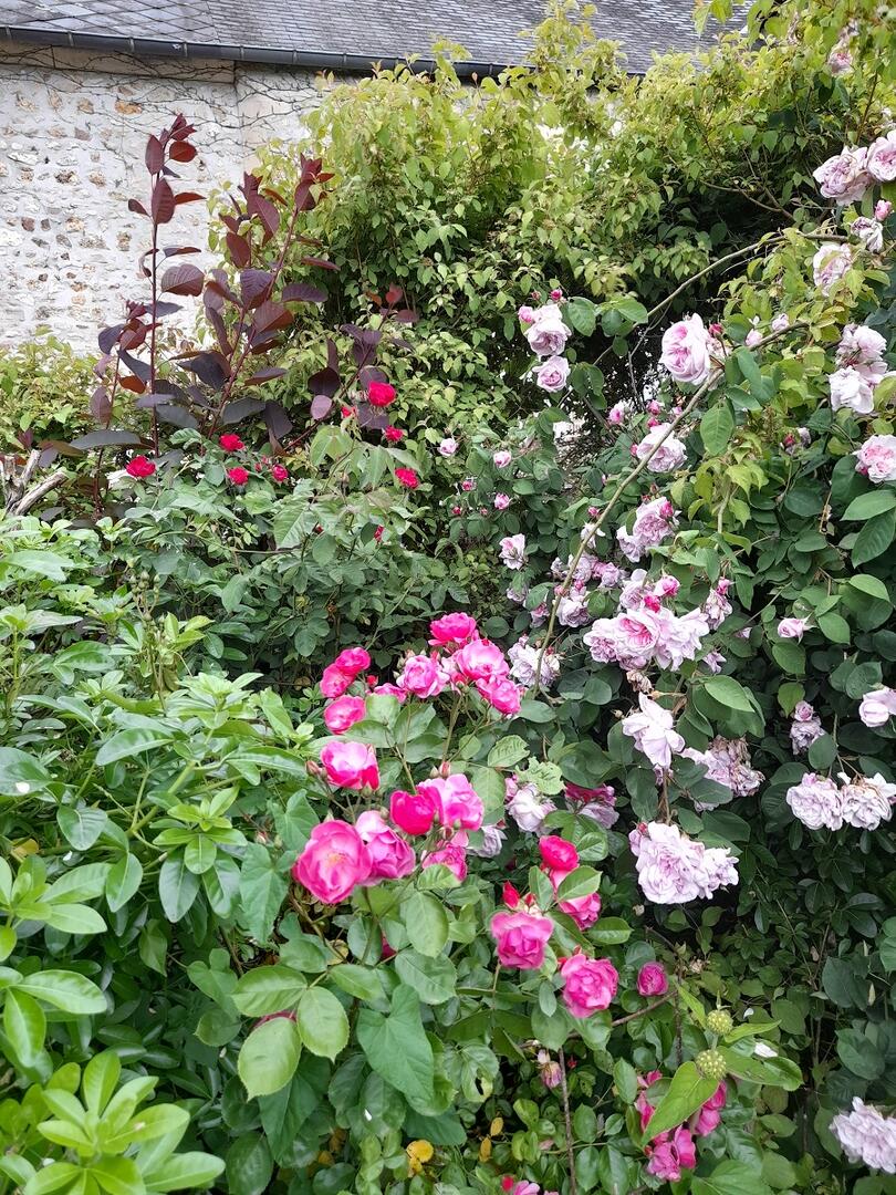 roses