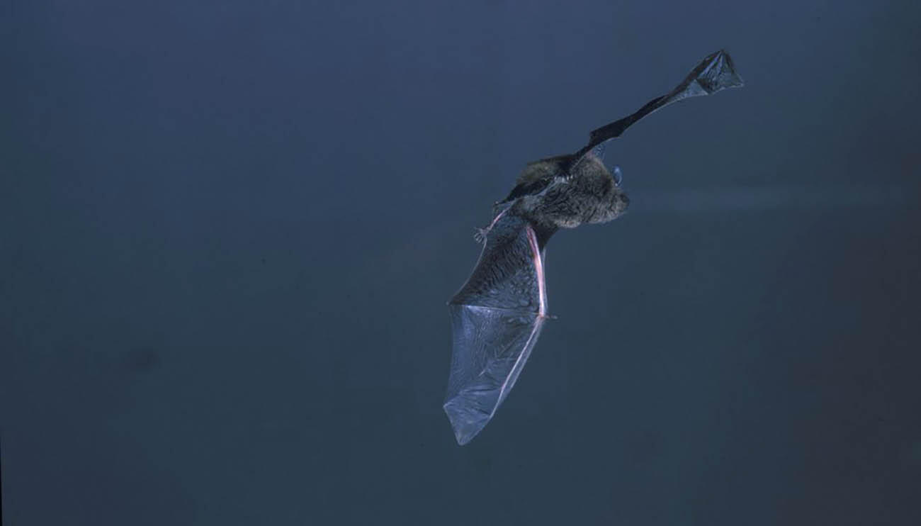 Sortie chauves-souris II < Mâchecourt < Aisne < Hauts-de-France