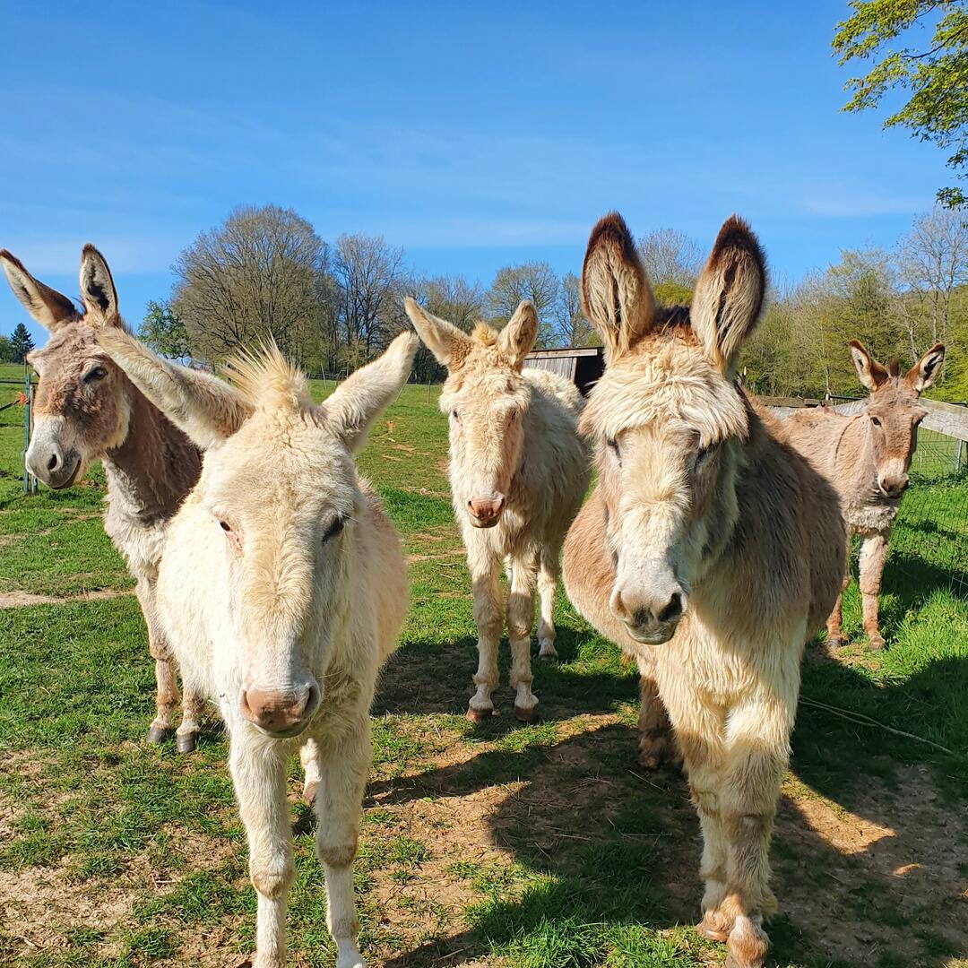 Savonnerie-La-Salamandre-Saint-Paul2022(c)La-Salamandre (2)