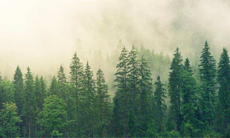 Théâtre de rue - Traverser la forêt en bateau