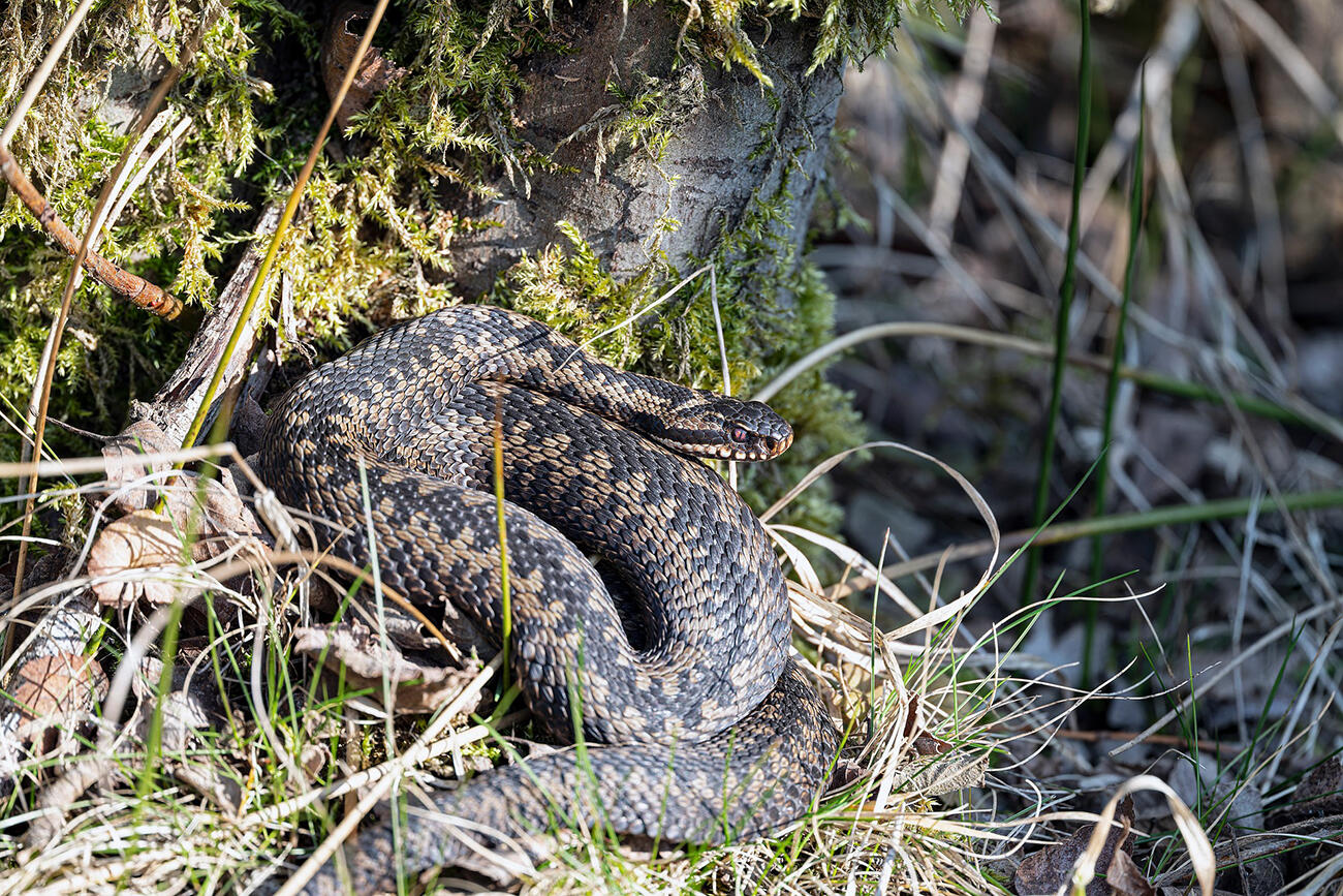 Sortie vipère < Vaucelles < Aisne < Picardie