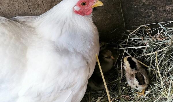 nourrir-les-animaux-la-ferme-ban (1)_1