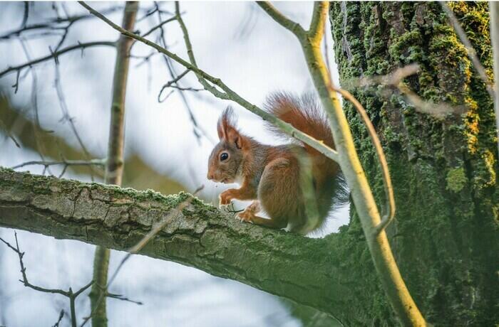 Balade naturaliste : "Le Penseur de Rondin"_1