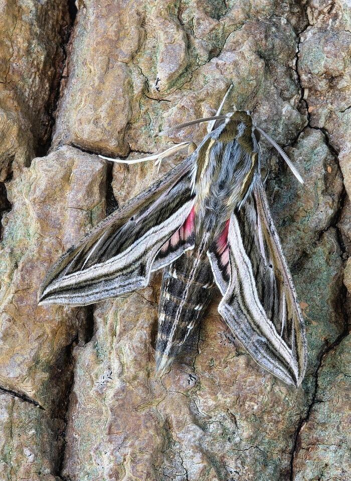 Sortie naturaliste éco-citoyenne : "papillons de nuit et autres insectes nocturnes"_1