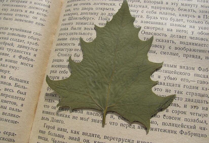 Herbier
