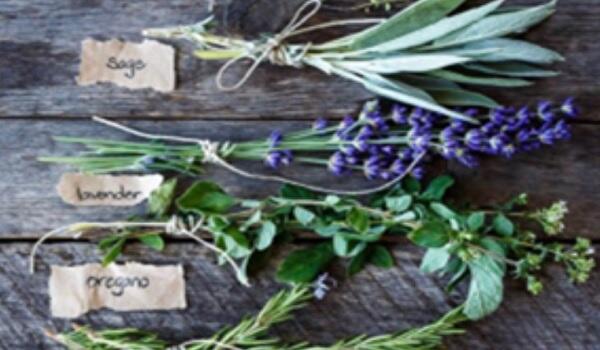 apprenti-herbaliste_1