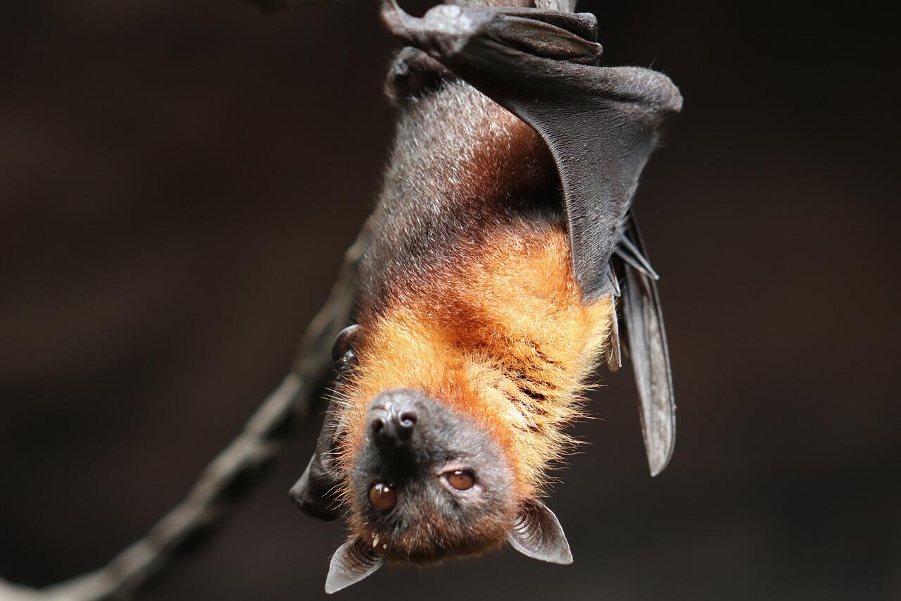 bat-4887509_1280