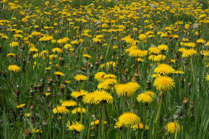 Balade naturaliste : plantes sauvages et art de la table_1